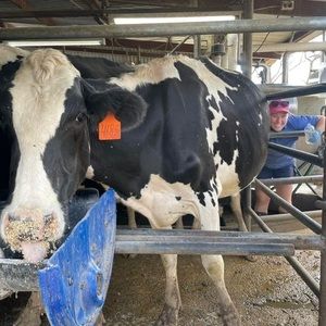 Meet your Posher, Jane